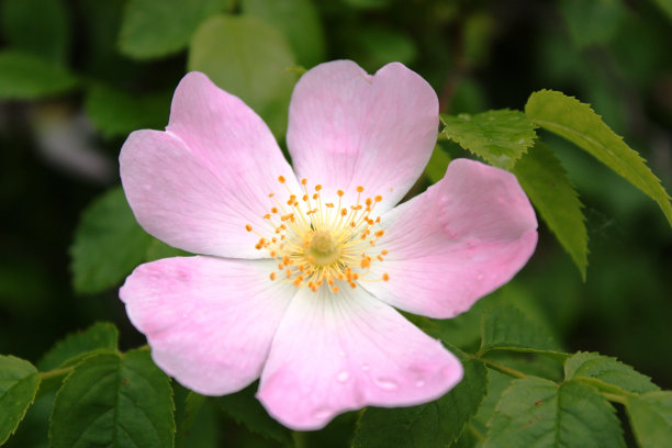 rugosa