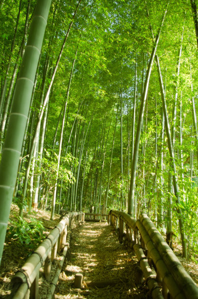 林间路 林间小道 竹林 竹子