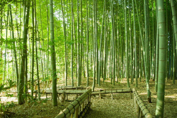 林间路 林间小道 竹林 竹子