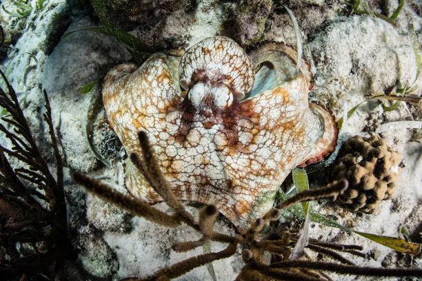 深的深海生物