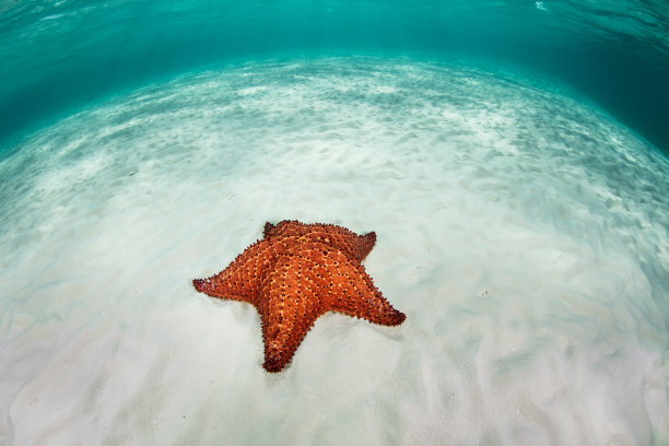 深的深海生物