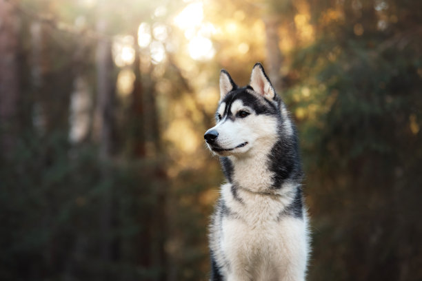 雪橇犬