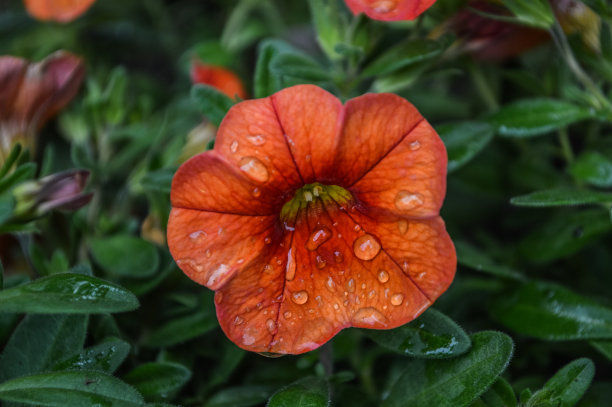 雨后喇叭花