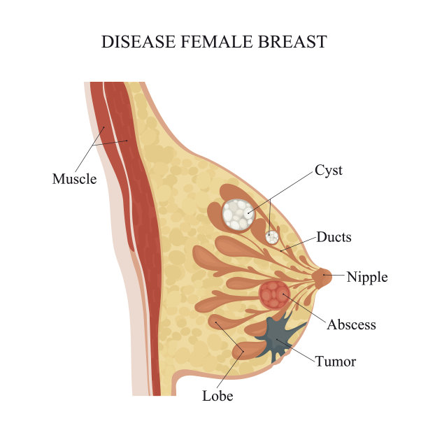 乳房透视,生物学