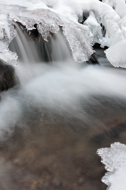 河道水杉景观