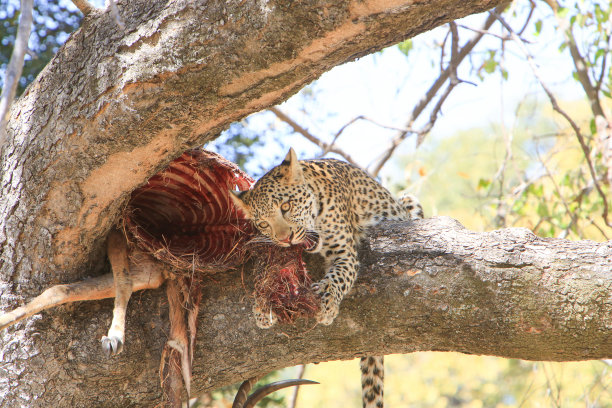 猎食者