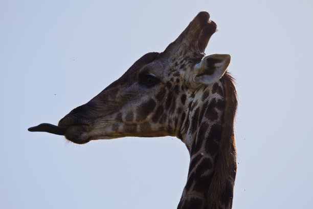 长颈鹿伸舌头