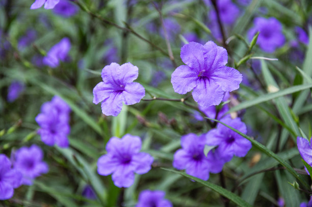 紫花翠芦莉