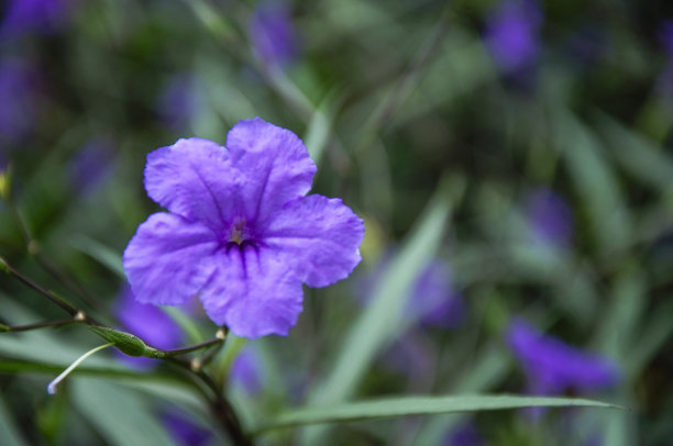 紫花翠芦莉