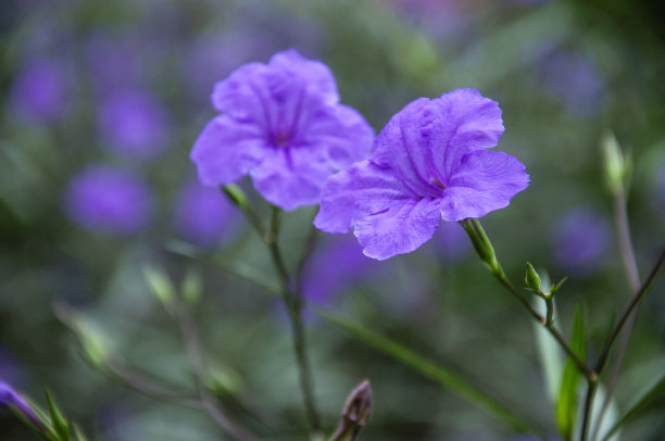 蓝花草