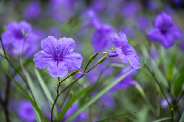 翠芦莉