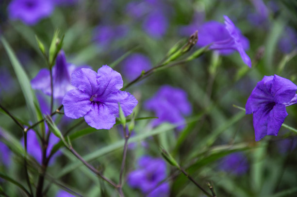 翠芦莉