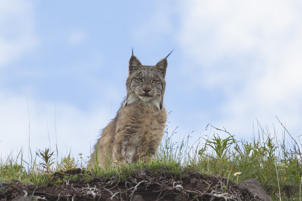 小野猫