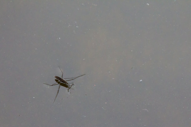 漂浮在水面上