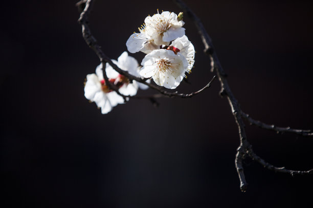 杏花景