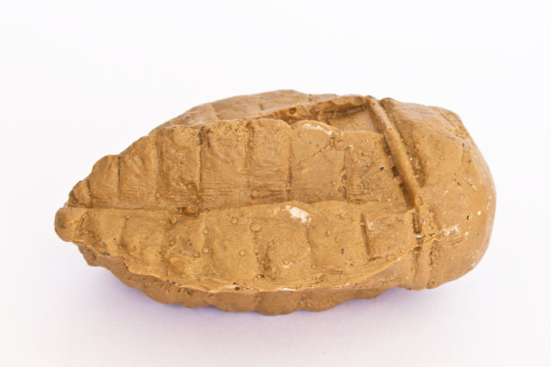 奥陶纪化石