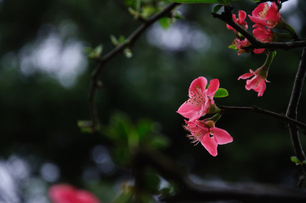 海棠花苞