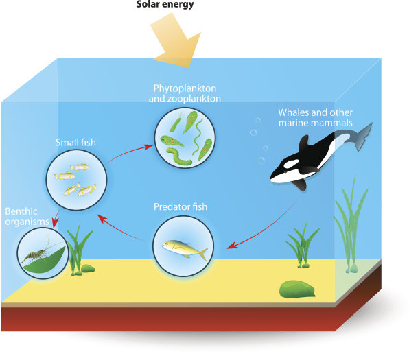 浮游生物