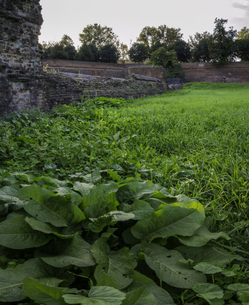 文明建设绿植墙