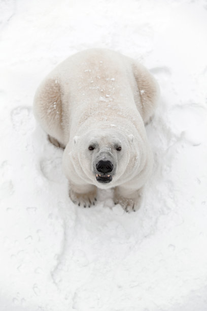 蓝色冰雪 北极熊