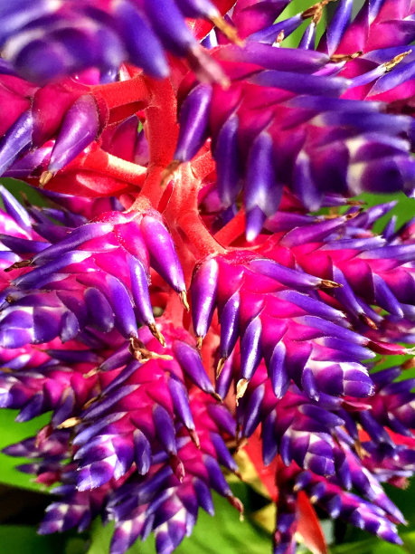 美丽的紫珠花