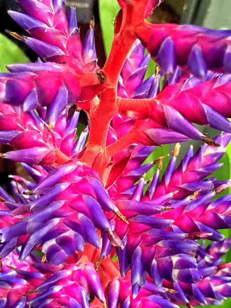 美丽的紫珠花