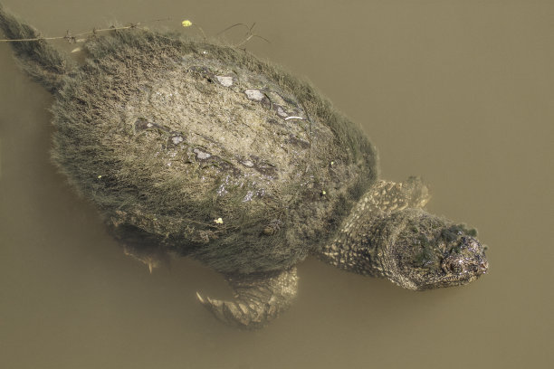 游水甲鱼