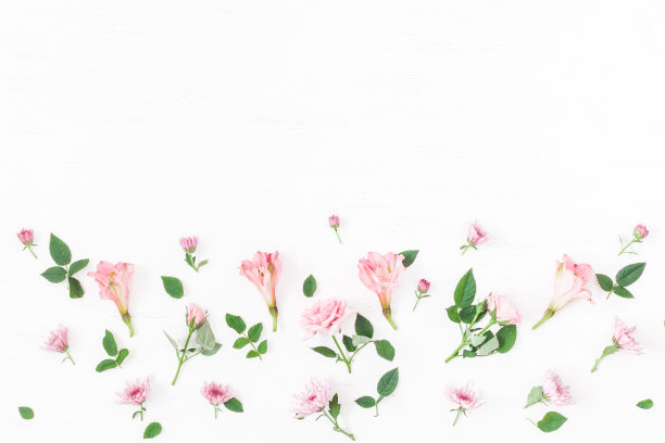 粉色菊花花卉摄影