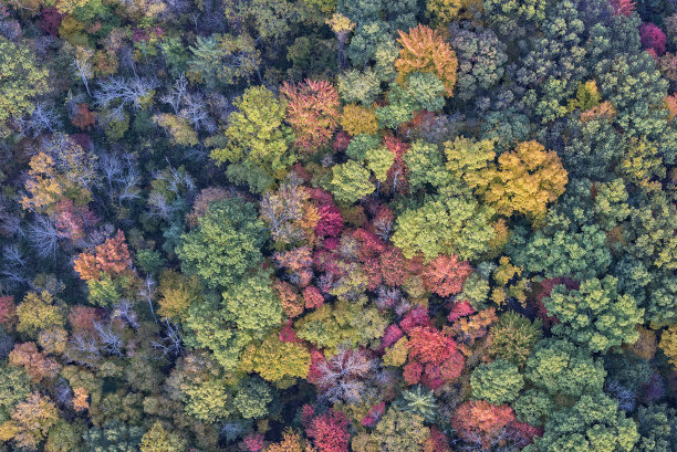 鸟瞰树