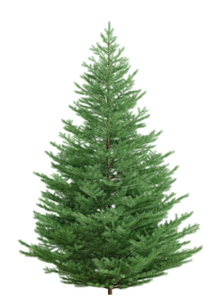 fir