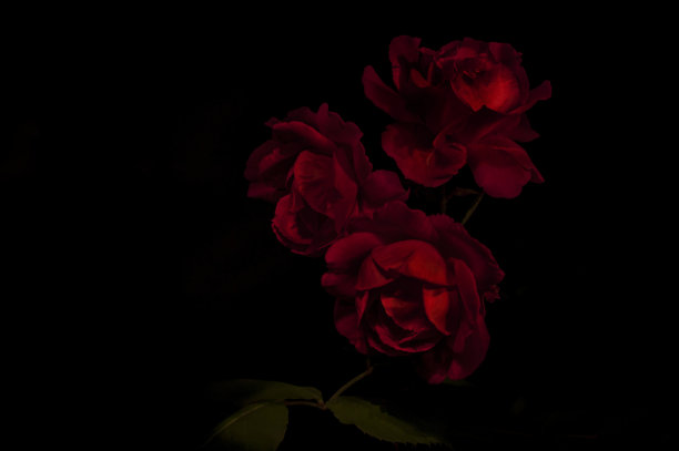 玫瑰花黑色背景