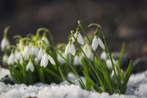 雪中花