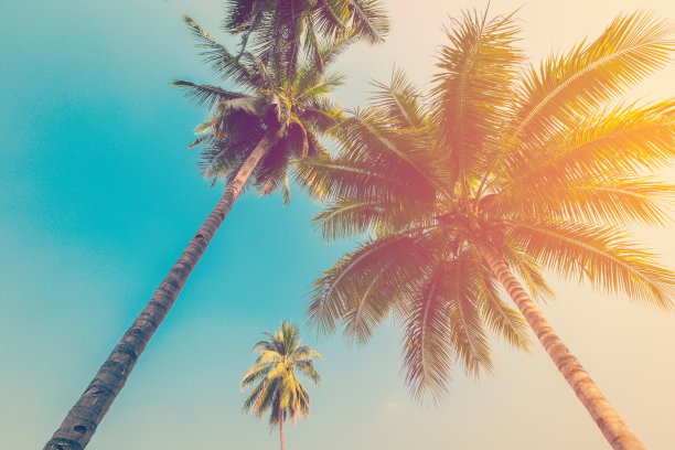 椰树海滩蓝天