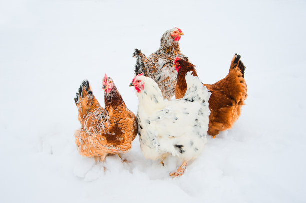 雪地上的公鸡