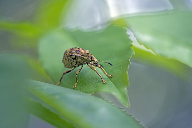 象鼻虫摄影