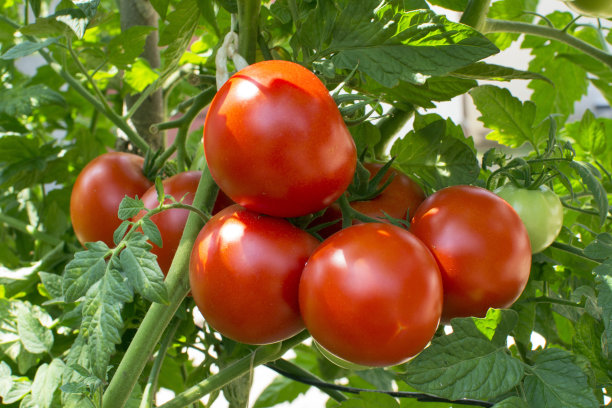 菜园西红柿