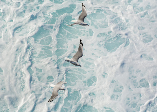 海洋海鸥