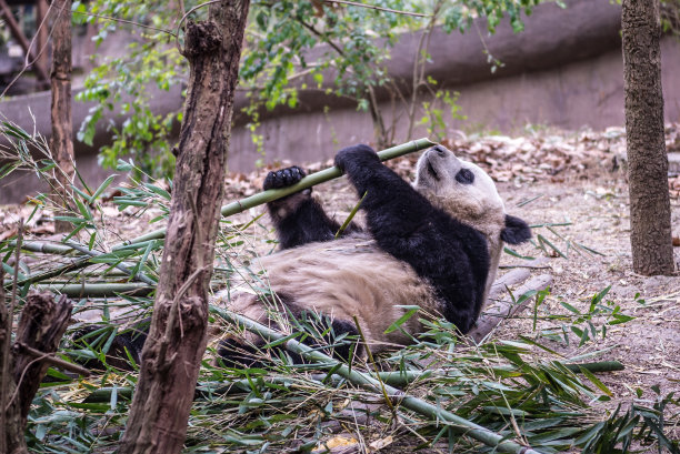 密码法