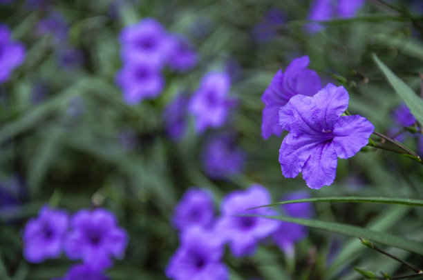 蓝花草