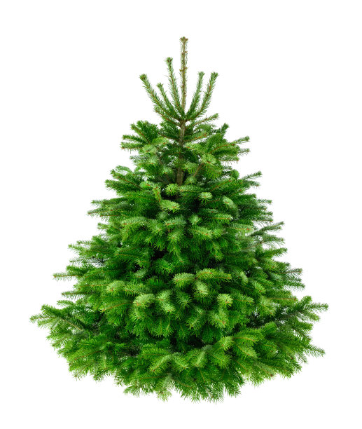 fir