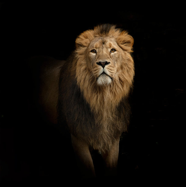 狮子,野生动物园
