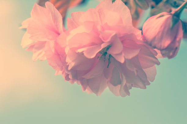 浪漫粉红小花