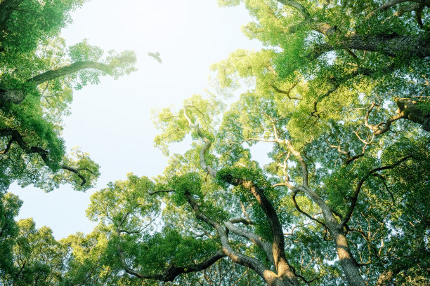 香樟树森林