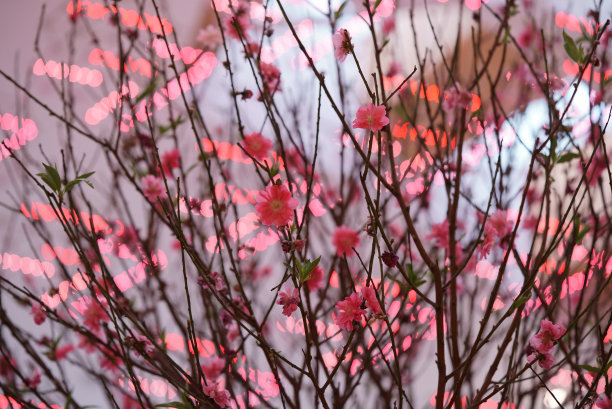 香港樱花