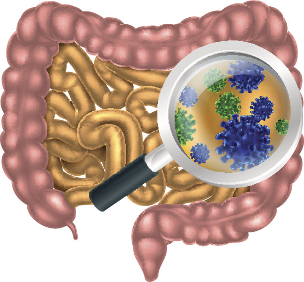 肠道健康