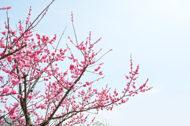 远山梅花背景