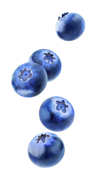 蓝莓果子