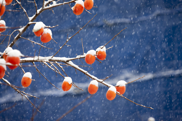 雪天柿子树