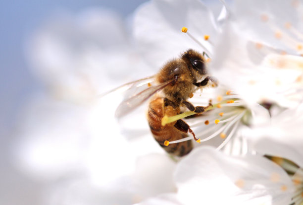 蜜蜂花粉
