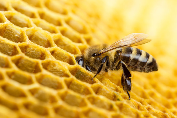 bee